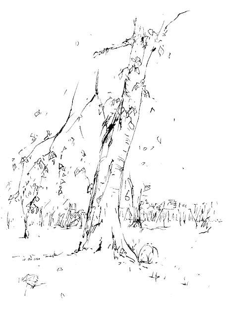 ink drawing of a tree