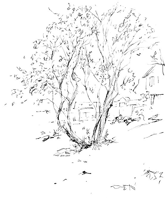 ink drawing of a cherry tree